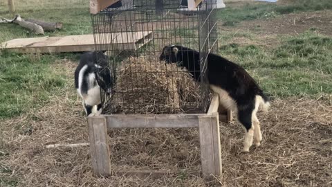Goat in the Feeder
