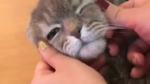 sad cat meww meww