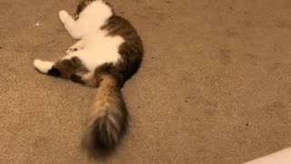 Cat With Cerebellar Hypoplasia Makes a Valiant Attempt to Jump on Bed
