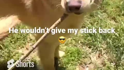 Dog says no your not getting my stick