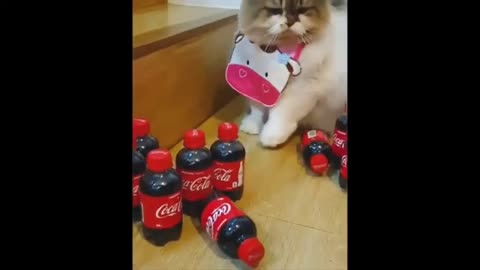 Funny Animals- - Best Of The 2020 Funny Animal Videos