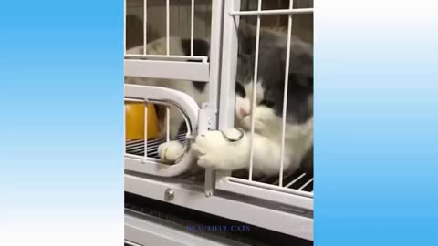 Top Funny Cat Videos 2022 Try Not To Laugh.