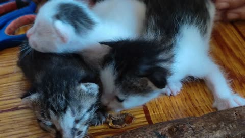 Supercute little kittens