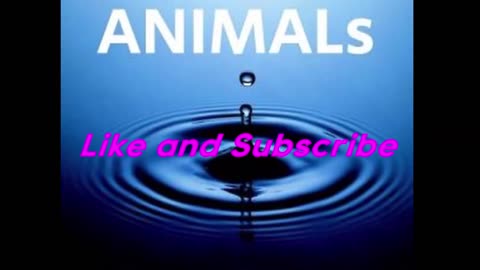 ANIMAL VIDEO - beautiful Animals in nature short video