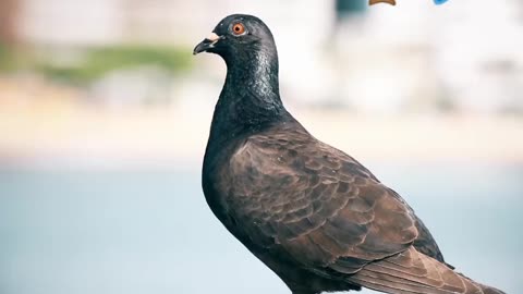 Pigeon video | Cartoon animals 😇 | #animals | #shorts