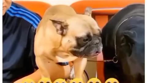Doggy viral funny video 🤣😹😹
