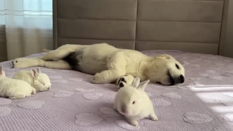 Golden Retriever Puppy Meets Tiny Bunnies for the First Time