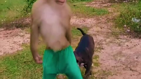 "Monkeying Around: Hilarious Dog and Monkey Shenanigans!" || Any videos @@