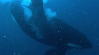 A Bull Orca Appears