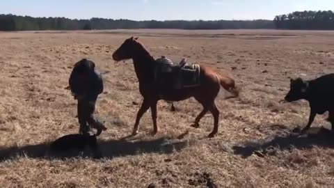 Horse trained in 'cutting' keeps cow back as rancher tags calf.