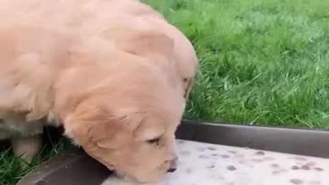 Puppy loves to play and eat