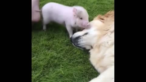 The little pig was teasing the big dog. The next second, the little golden Retriever was smiling.