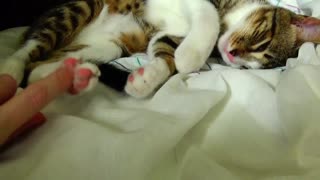 Cute Cat Stretching ASMR 1