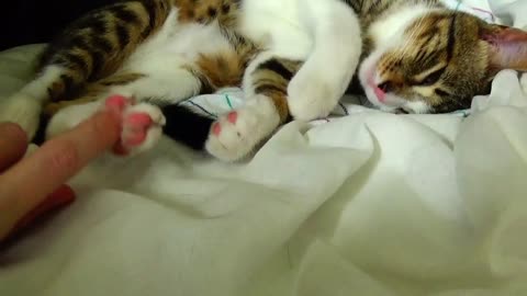 Cute Cat Stretching ASMR 1