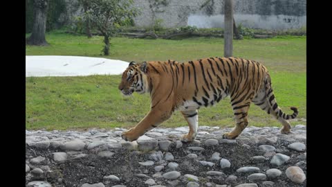 Bengal tiger VS Siberian Tiger __ who will win the fight interesting