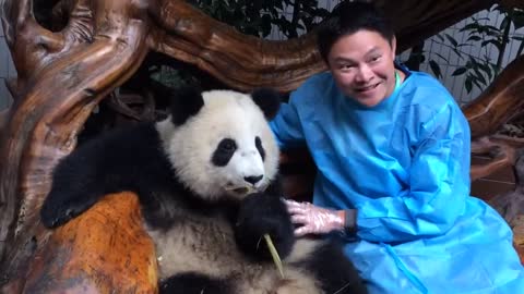 Hanging out with Miao Miao a giant panda