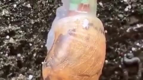 THIS>> ZOMBIE 🧟‍♂️ Snail is found on earth