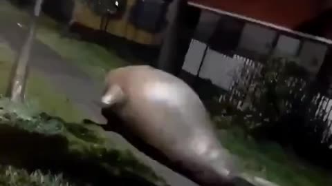 Giant Elephant Seal seen flopping around a street in chile