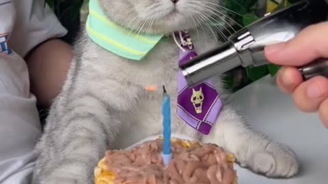 Cats 4th birthday