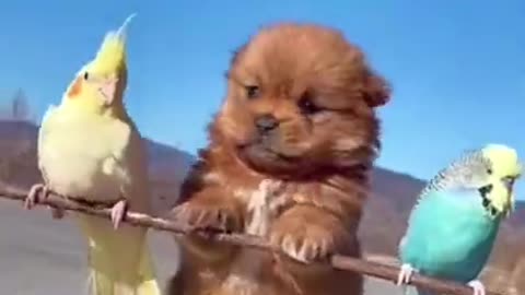 Laugh Out Loud with Hilarious Animal Antics - Funny Animal Videos