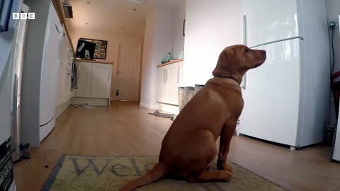 Puppys First Time Home Alone Wonderful World of Puppies BBC Earth