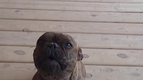 Singing Frenchy Bulldog