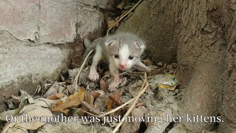 Baby Kitten Found Under The Tree Waiting For Someone To Save It