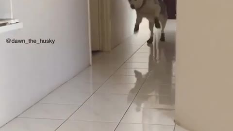 A dog that wants to run out to play.