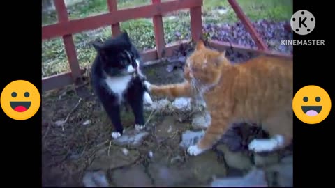 Dangerous fightings two cat