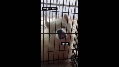 Samoyed presses nose against crate, makes ridiculous face