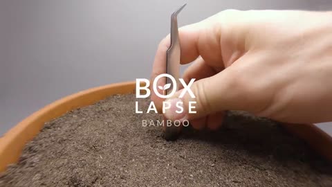 BAMBOO Growing From Seed Time-lapse