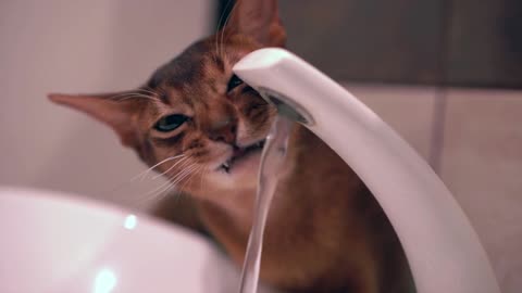 Abyssinian cute cat is drinking water in slow motion. Beautiful Abyssinian cat