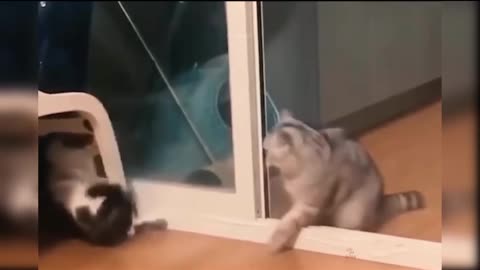 Cat lover funny cat videos