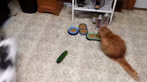 Cats Scared by Cucumbers Compilation