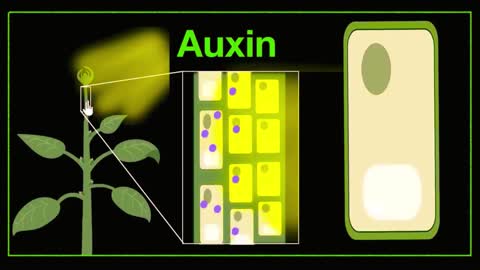 Plant major hormones (& how to remember) |