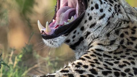 Leopard Reel