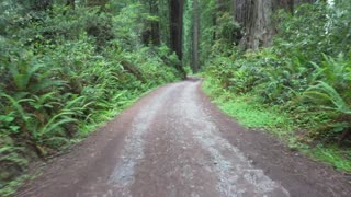 Rhododendron trailhead road, Redwoods, CA