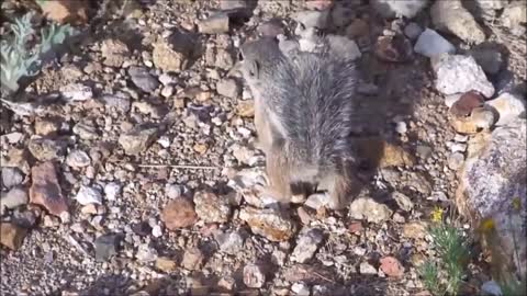 Baby Squirrels Eating Nuts - CUTEST Compilation
