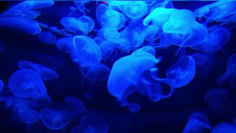 Jellyfish