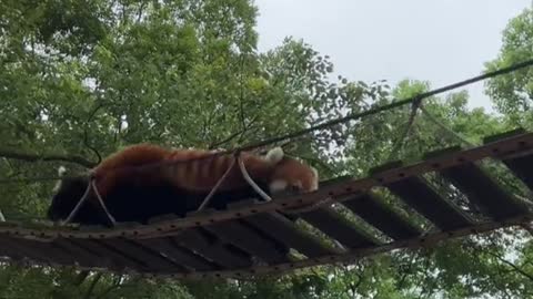 Red Panda # Catch a cutie