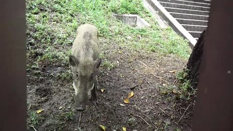 Inoshishi : Parent and children of cute Japanese wild boars at Kobe City of Japan.