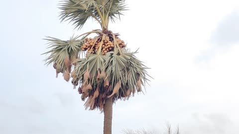 Bird nest in the tree #shorts #videography