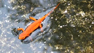 Eastern Newt