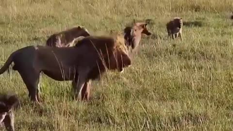 Lion King VS 30 Hyenas .. Rare Kill!