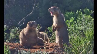 Prairie Dog Morning