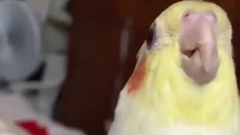 The cockatiel bird plays with its owner in an amazing way with a piece of cardboard