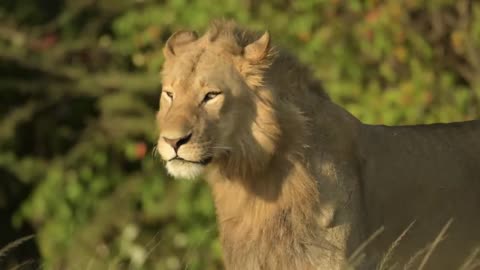 Africa _ Masai Mara _ Wildlife _ Anirudh Vidyabhushan _ Cinematography _ 4K _ Ni