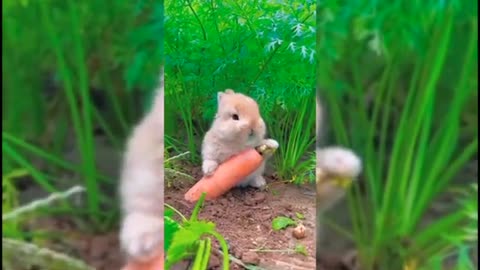 Funny and Cute Bunny Moments Video Compilation 🐰🐰🐰