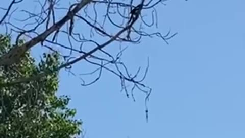 #shorts #magpie posturing on a tree branch looking at the sky, #bird #birdsview #birdwatching