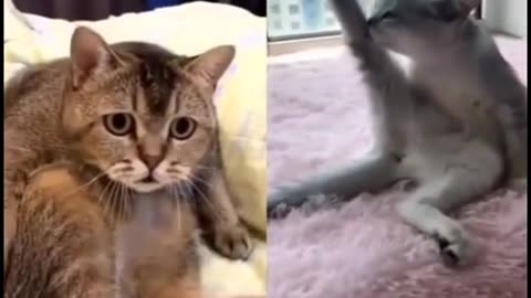 funny cat reaction #148 #shorts